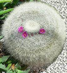 It's not at all simplistic just to be giving for free helpful tips that men and women could have been making money from. Mammillaria Hahniana Wikipedia
