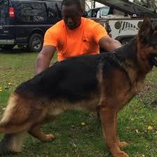 We did not find results for: Roche S Pedigree German Shepherds East Troy Wi