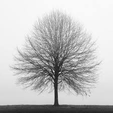 Black And White Tree Pictures Black And White Photography Tree Photography Winter Etsy Tree Photography Black And White Tree Nature Photography Trees