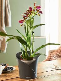 Ci sono diverse piante che si adattano al clima di casa e regalano infiorescenze di diversi colori e profumi. Piante Da Interno Fiorite Ingrosso Piante Da Interno Officina Verde Design