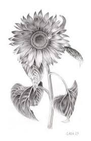 Black And Grey Sunflower Tattoo Designs Pin By Renae Miller On New Tattoo Ideas Sunflower Tattoo Sunflower Tattoos Flower Tattoos