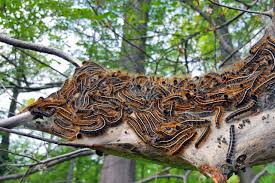 Press 1 to listen to a recording about current gypsy moth spray plans. Council Addresses Gypsy Moth Infestation Grand Bend Bulletin