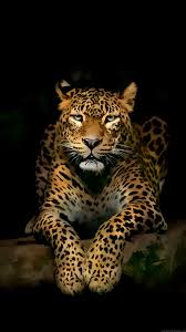 Serious Leopard Lockscreen Android Wallpaper Collections Jaguar Animal Wild Animal Wallpaper Animals