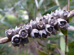 Image result for Melaleuca hypericifolia