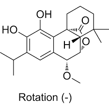Image result for Eschenbachia stricta
