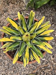 Image result for Isopyrum nipponicum