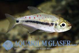 Pseudochalceus Kyburzi Aquarium Glaser Gmbh Rare Fish Tropical Fish Freshwater Fish