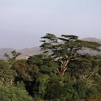 Image result for Deinbollia sp. A