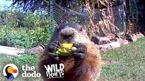 Maybe you would like to learn more about one of these? Guy Catches Adorable Groundhog Eating His Veggie Garden The Dodo Wild Hearts Youtube
