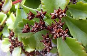 How To Care For Kalanchoe And Get It To Rebloom Every Year