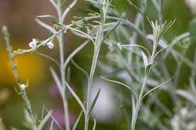 Image result for Gomphostigma