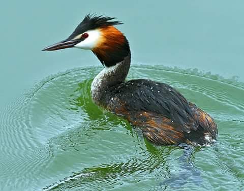 নরসিংদী বার্ড ক্লাব \ Narsingdi Bird Club | Narsingdi
