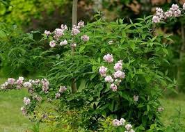Image result for Deutzia hybrida Pink Pompon