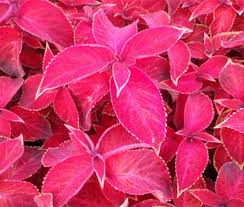 Image result for Coleus zombensis