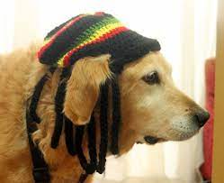 Rasta Hat For Dogs Rastafarian Dog Hag With Dreadlocks Funny Etsy Dog Hat Dog Coats Large Dog Breeds