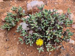 Image result for Hereroa