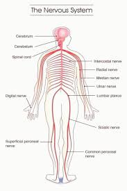 Components of the central nervous system blank diagram complete diagram. Nervous System Diagram Labeled Nervous System Diagram Labeled In 2021 Nervous System Anatomy Nervous System Diagram Nervous System Projects