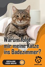 Warum Folgt Mir Meine Katze Ins Badezimmer In 2020 Katzen Toilette Katzen Katzen Verhalten