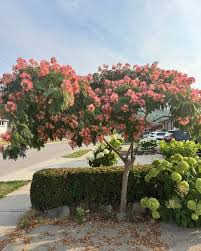 Image result for Albizia