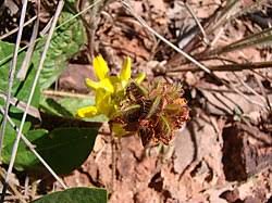 Image result for Eriosema lebrunii