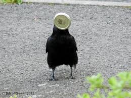 Funny Crow Tumblr Crow Flower Crown Wedding Crows Ravens