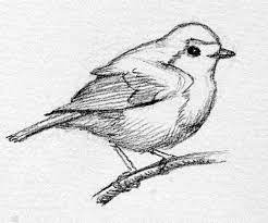Bird Sketch In 2020 Bird Drawings Bird Sketch Bird Pencil Drawing