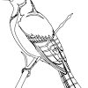 Bird coloring pages blue jay. 1