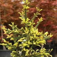 Image result for Buxus acutata