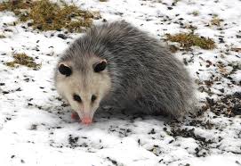 Opossums visiting bird feeders in West Hartford, Vermont