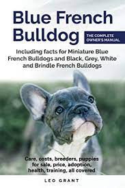 Welcome to mini french bulldogs near me puppies. Blue French Bulldog Care Costs Price Adoption Health Training And How To Find Breeders And Puppies For Sale By Grant Leo Amazon Ae