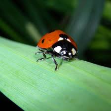 Meine wohnung ist im obergeschoss, und ist immer sauber gehalten, gelüftet wird auch. Welche Insekten Im Haus Sogar Nutzlich Sind Wohnen