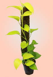 Golden Money Plant With Moss Stick Nursery Nisarga Use them in commercial designs under lifetime, perpetual & worldwide rights. golden money plant with moss stick