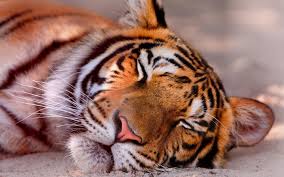 Tigers Sleeping Tiger Pet Tiger Tiger Pictures