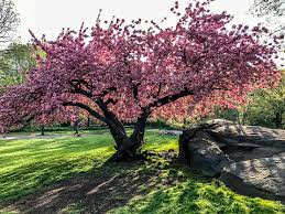 Image result for Prunus serrulata