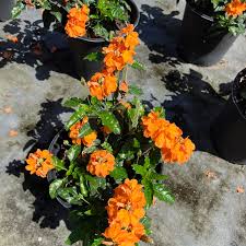 Image result for Crossandra puberula
