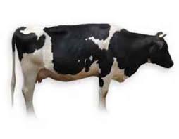Black And White Cow Name Chinese Black Pied Cattle Work With Animals Cattle Breeds