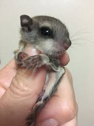 This panda's mission is to find and cover perfect topics which would satisfy our readers' curiosity, kill the boredom, or simply make them laugh. 16gr Flying Squirrels Cute Baby Animals Baby Flying Squirrel Baby Animals