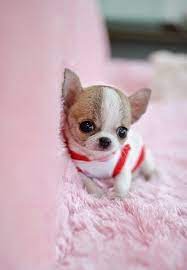 Little Teacup Chihuahua Oh So Cute Puppies Cute Animals Chihuahua Puppies