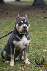 Black And Brown Pitbull Black And Tan Animals Funny Cats Pitbull Puppies Baby Dogs