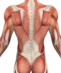 Muscle tissue is made of excitable cells that are capable of contraction. Back Muscles Overview Stretching Strengthening Ex How To Relief