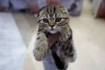 Scottish Fold Kitten Prices - Scottish Fold Cat Breeder