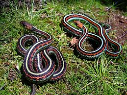 Image result for Triainolepis sancta