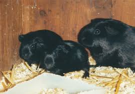 Lcmv can cause severe birth defects and miscarriage. How To Breed Guinea Pigs Pethelpful