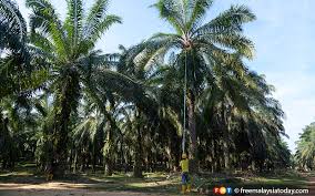 Mlvk adalah agensi kerajaan yang ditubuhkan dibawah kementerian sumber manusia. Mpob Sasar Lebih 490 000 Pekebun Kecil Terima Sijil Minyak Sawit Mampan Tahun Ini Free Malaysia Today Fmt