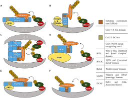 Maybe you would like to learn more about one of these? Frontiers Cullin Ring Ubiquitin Ligases Crls In Cancer Responses To Ionizing Radiation Ir Treatment Physiology