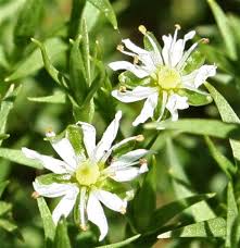 Image result for Stellaria sennii