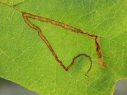 Image result for Stigmella aceris