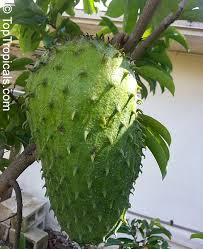 Image result for Annona muricata