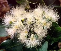 Image result for Syzygium cordatum