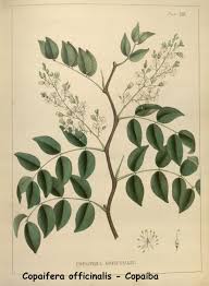 Image result for Copaifera baumiana